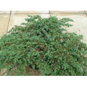 Ялівець горизонтальний Прострата С3